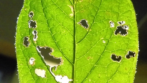 Leafs; Publicdomain; Cc0; Freeimage;.jpg