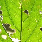 Leafs; Publicdomain; Cc0; Freeimage;