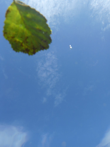 Leafs; Publicdomain; Cc0; Freeimage;.jpg