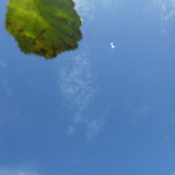 Leafs; Publicdomain; Cc0; Freeimage;