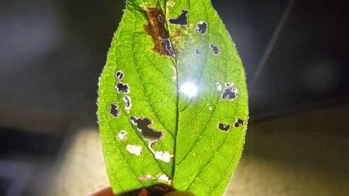 Leafs; Publicdomain; Cc0; Freeimage;.jpg