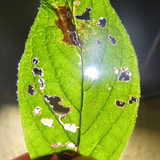 Leafs; Publicdomain; Cc0; Freeimage;