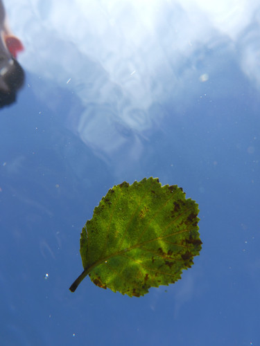 Leafs; Publicdomain; Cc0; Freeimage;.jpg