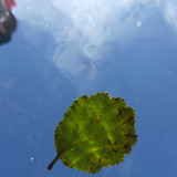 Leafs; Publicdomain; Cc0; Freeimage;