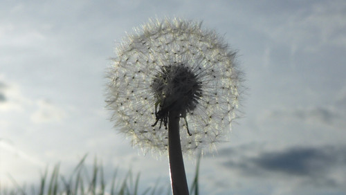 Flower; Publicdomain; Cc0; Freeimage;.jpg