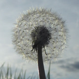 Flower; Publicdomain; Cc0; Freeimage;