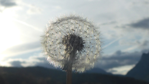 Flower; Publicdomain; Cc0; Freeimage;.jpg