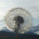 Flower; Publicdomain; Cc0; Freeimage;