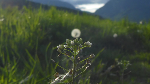 Flower; Publicdomain; Cc0; Freeimage;.jpg