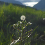 Flower; Publicdomain; Cc0; Freeimage;