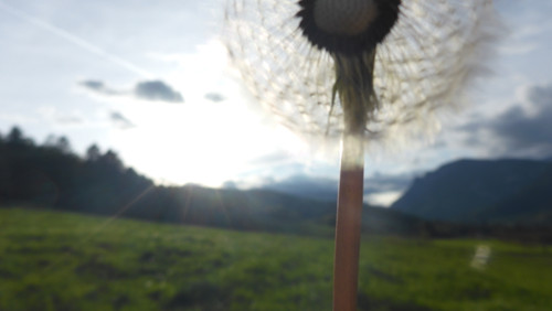 Flower; Publicdomain; Cc0; Freeimage;.jpg