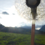 Flower; Publicdomain; Cc0; Freeimage;