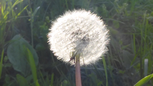 Flower; Publicdomain; Cc0; Freeimage;.jpg