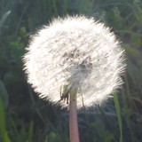 Flower; Publicdomain; Cc0; Freeimage;