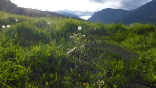 Flower; Publicdomain; Cc0; Freeimage;.jpg