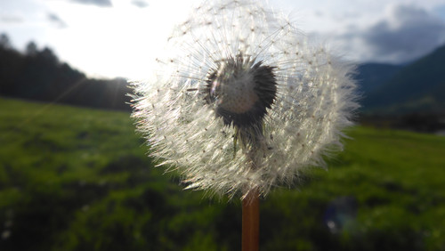 Flower; Publicdomain; Cc0; Freeimage;.jpg