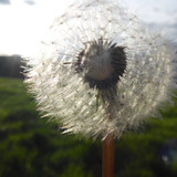 Flower; Publicdomain; Cc0; Freeimage;