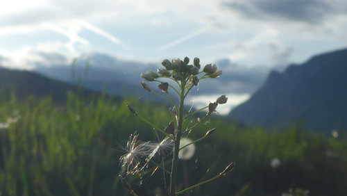 Flower; Publicdomain; Cc0; Freeimage;.jpg