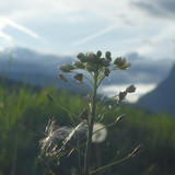 Flower; Publicdomain; Cc0; Freeimage;