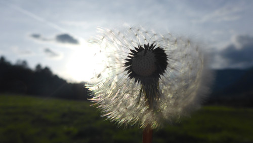 Flower; Publicdomain; Cc0; Freeimage;.jpg