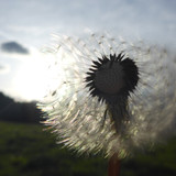 Flower; Publicdomain; Cc0; Freeimage;