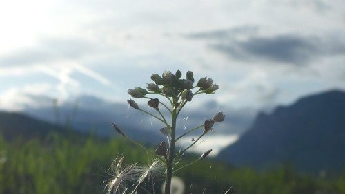 Flower; Publicdomain; Cc0; Freeimage;.jpg