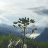 Flower; Publicdomain; Cc0; Freeimage;