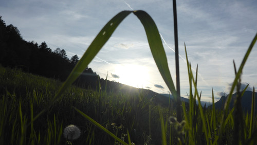 Flower; Publicdomain; Cc0; Freeimage;.jpg