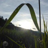 Flower; Publicdomain; Cc0; Freeimage;