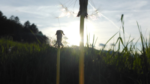 Flower; Publicdomain; Cc0; Freeimage;.jpg