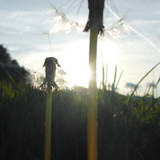 Flower; Publicdomain; Cc0; Freeimage;