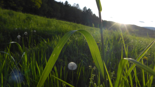 Flower; Publicdomain; Cc0; Freeimage;.jpg