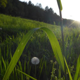 Flower; Publicdomain; Cc0; Freeimage;