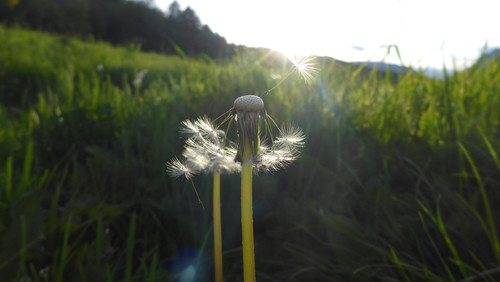 Flower; Publicdomain; Cc0; Freeimage;.jpg