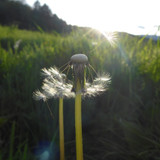 Flower; Publicdomain; Cc0; Freeimage;