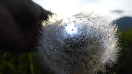 Flower; Publicdomain; Cc0; Freeimage;.jpg