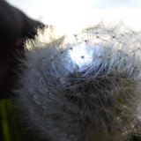 Flower; Publicdomain; Cc0; Freeimage;