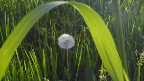 Flower; Publicdomain; Cc0; Freeimage;.jpg