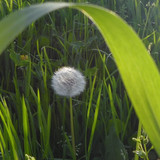 Flower; Publicdomain; Cc0; Freeimage;