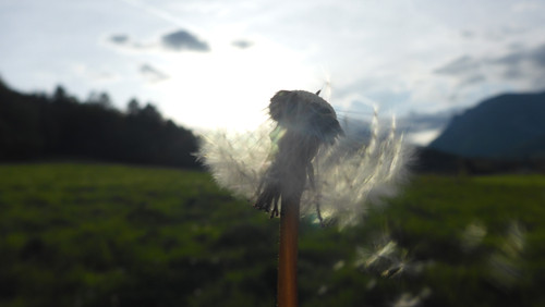 Flower; Publicdomain; Cc0; Freeimage;.jpg