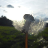 Flower; Publicdomain; Cc0; Freeimage;