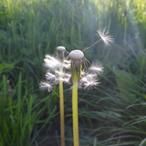 Flower; Publicdomain; Cc0; Freeimage;