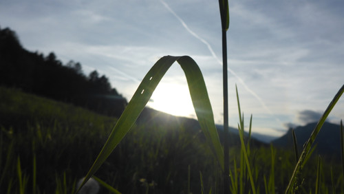 Flower; Publicdomain; Cc0; Freeimage;.jpg