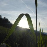 Flower; Publicdomain; Cc0; Freeimage;