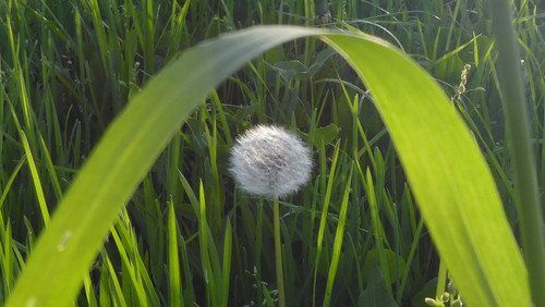 Flower; Publicdomain; Cc0; Freeimage;.jpg