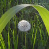 Flower; Publicdomain; Cc0; Freeimage;