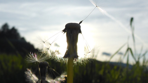 Flower; Publicdomain; Cc0; Freeimage;.jpg