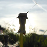 Flower; Publicdomain; Cc0; Freeimage;