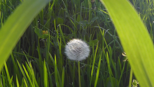 Flower; Publicdomain; Cc0; Freeimage;.jpg