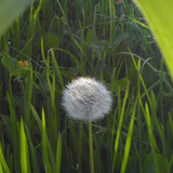 Flower; Publicdomain; Cc0; Freeimage;